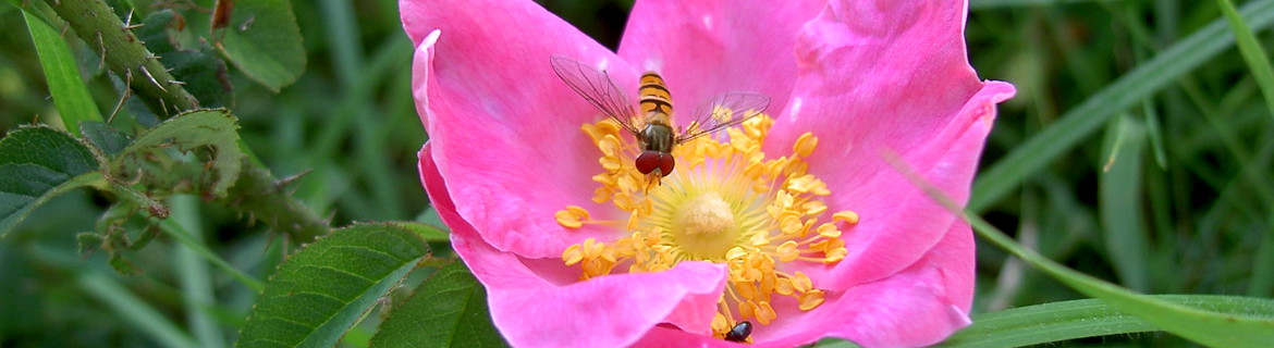 Logo Natur & Du